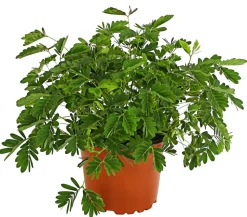 Sinnpflanze - Mimosa pudica