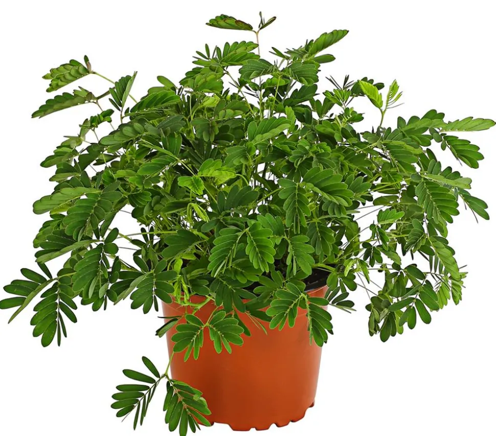 Sinnpflanze - Mimosa pudica