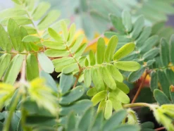 Sinnpflanze - Mimosa pudica