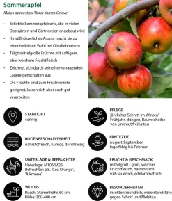 Sommerapfel 'Roter James Grieve'