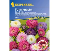 Sommeraster Standy Mix, Saatgut von Kiepenkerl