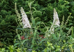 Sommerflieder