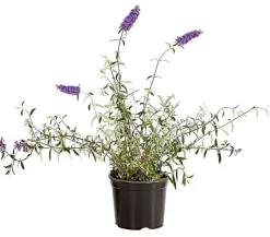 Sommerflieder, verschiedene Sorten
