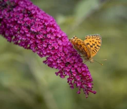 Sommerflieder, verschiedene Sorten