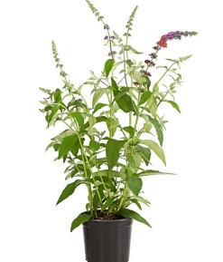 Sommerflieder 'Flower Power'