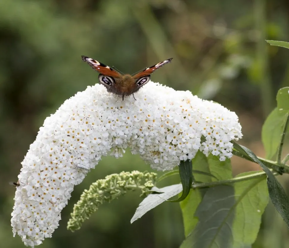 Sommerflieder, verschiedene Sorten