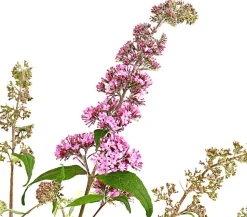 Sommerflieder, verschiedene Sorten