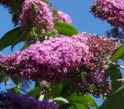 Sommerflieder, verschiedene Sorten