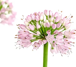 Sommer-Zierlauch 'Millenium'