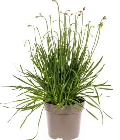 Sommer-Zierlauch 'Millenium'