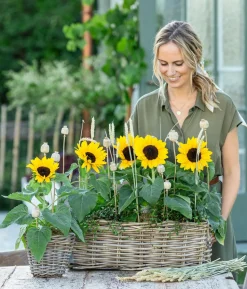 Sonnenblume