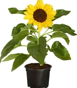 Sonnenblume