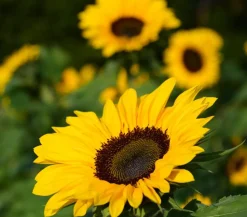 Sonnenblume