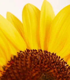 Sonnenblume