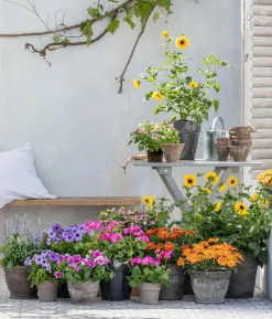 Sonnenblume 'SunBelievable®'