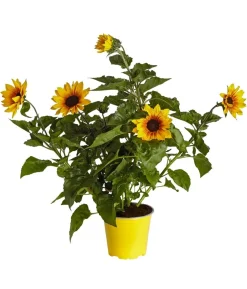 Sonnenblume 'SunBelievable®'