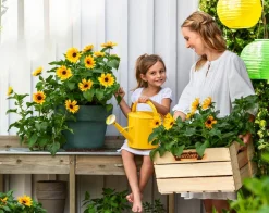 Sonnenblume 'SunBelievable®'