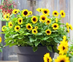 Sonnenblume 'SunBelievable®'