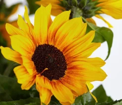 Sonnenblume 'SunBelievable®'
