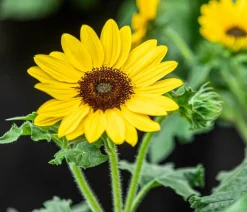 Sonnenblume 'Sunfinity'