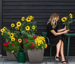 Sonnenblume 'Sunfinity'