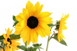 Sonnenblume 'Sunfinity'