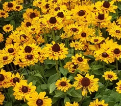 Sonnenhut 'Summerina'