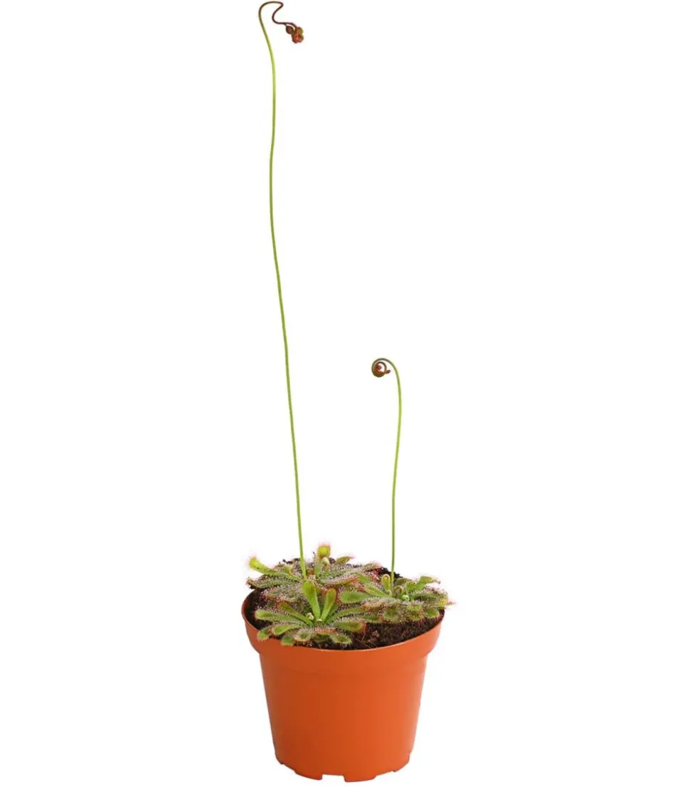 Sonnentau - Drosera aliciae