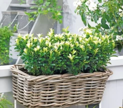 Spindelstrauch 'Paloma Blanca'