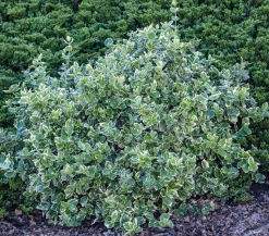 Spindelstrauch 'Emerald Gaiety'