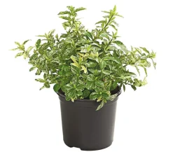 Spindelstrauch 'Harlequin'