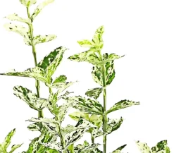 Spindelstrauch 'Harlequin'