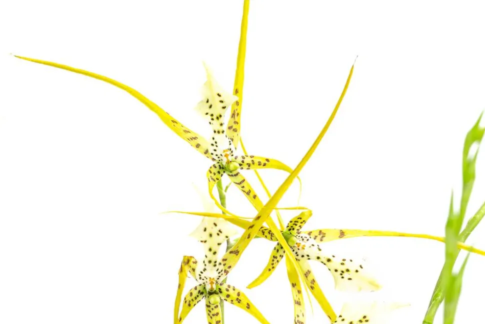 Spinnenorchidee - Brassia 'Fabian'
