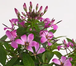 Spinnenpflanze 'Rosa'