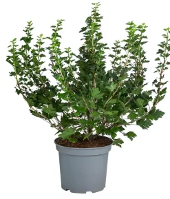 Stachelbeere 'Invicta', Busch