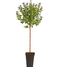 Stachelbeere 'Invicta', Stämmchen
