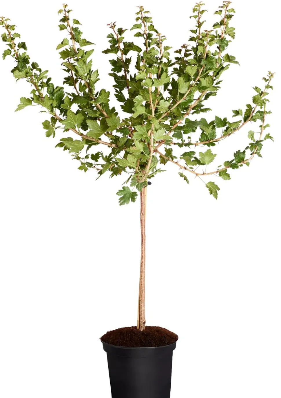 Stachelbeere 'Invicta', Stämmchen