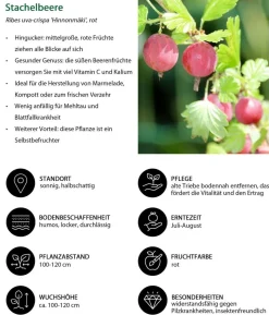 Stachelbeer-Set Aromabeeren, 3-teilig