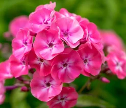 Stauden-Phlox, verschiedene Sorten
