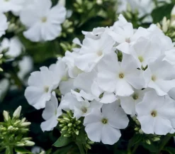 Stauden-Phlox, verschiedene Sorten