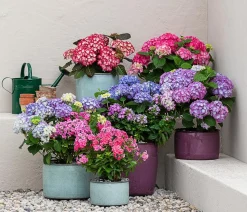 Stauden-Phlox, verschiedene Sorten