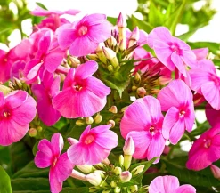 Stauden-Phlox, verschiedene Sorten