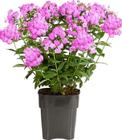 Stauden-Phlox, verschiedene Sorten