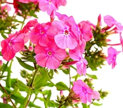 Stauden-Phlox, verschiedene Sorten