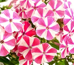 Stauden-Phlox, verschiedene Sorten