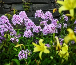 Stauden-Phlox, verschiedene Sorten