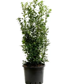 Stechpalme 'Heckenfee'