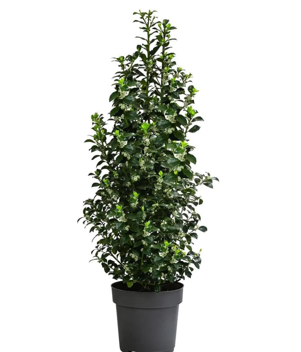 Stechpalme 'Heckenfee'