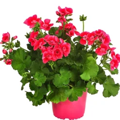 Stehende Geranie 'Pretty Little®'