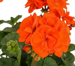 Stehende Geranie, orange